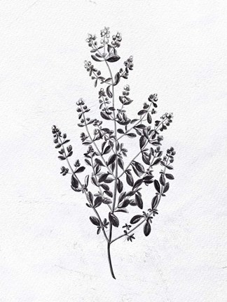 Framed Pressed Herbs 1 Print