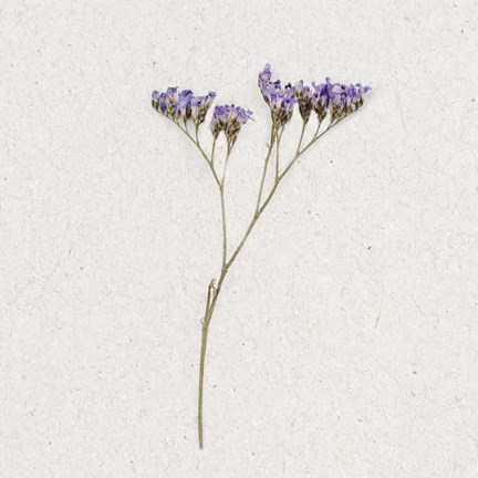 Framed Dainty Purple 1 Print