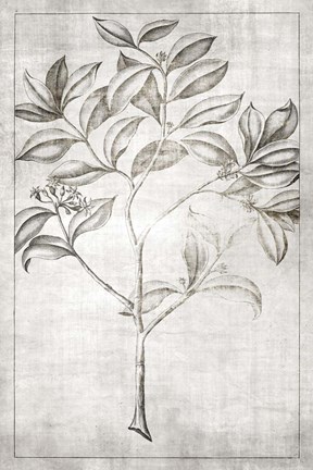 Framed Antique Palm 1 Print