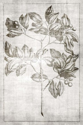 Framed Antique Palm 2 Print