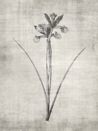 Framed Sepia Botanical 2 Print