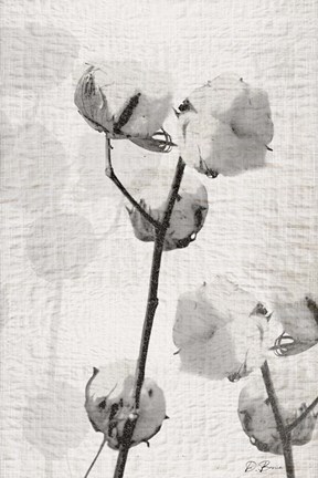Framed Cotton Stem 2 Print