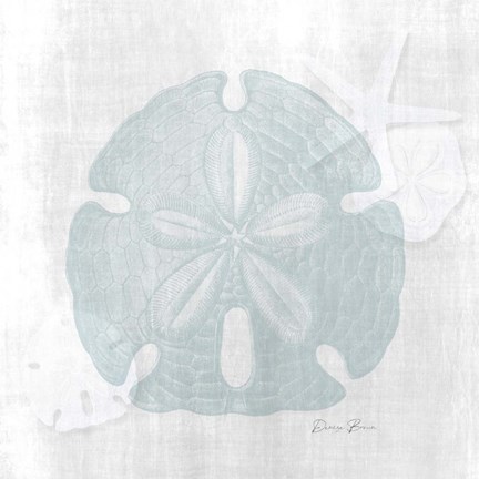 Framed Sand Dollar 1 Print