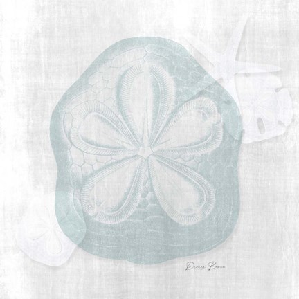 Framed Sand Dollar 2 Print