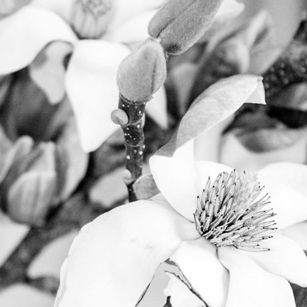 Framed Magnolia Print