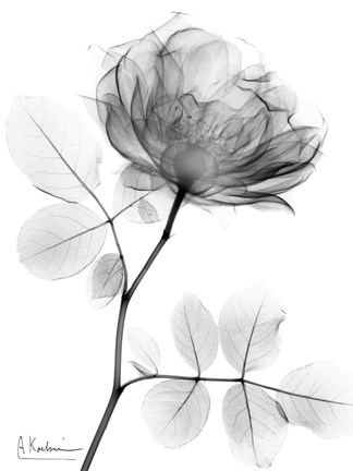 Framed Rose Dynasty 1 Print