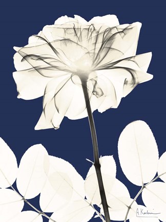 Framed Rose Cool Dynasty 2 Print