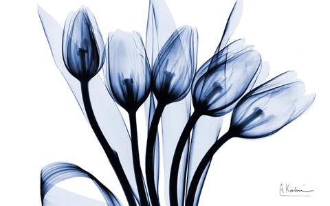 Framed Marvelous Indigo Tulips 2 Print