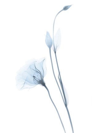 Framed Light Gentian Print