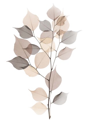 Framed Sandy Myrtle Tree Print