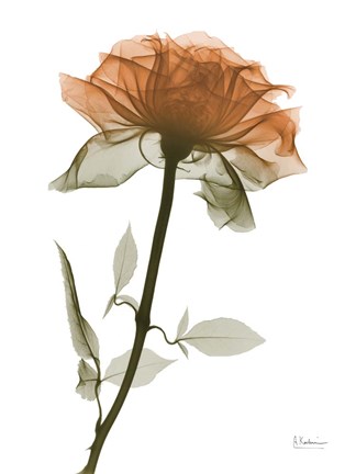 Framed Urban Rose 1 Print