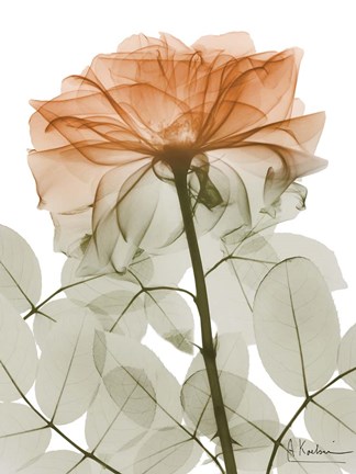 Framed Urban Jungle Rose 2 Print