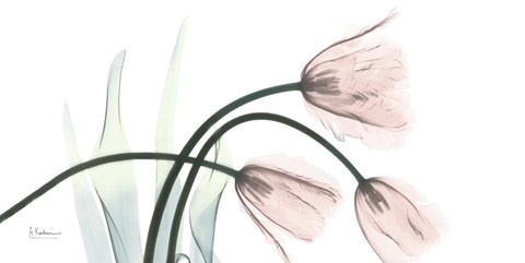 Framed Freshly Bloomed 1 Print