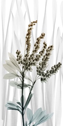 Framed Suave Snowdrops 2 Print