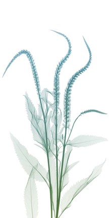 Framed Serene Flourish 2 Print