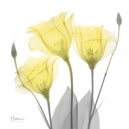 Framed Brilliant Gentian Buddies 1 Print