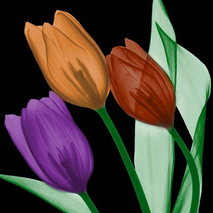 Framed Jeweled Tulips 4 Print