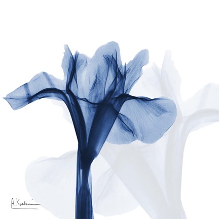 Framed Indigo Infused Iris Print