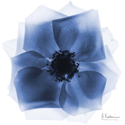Framed Indigo Rose Petals 2 Print