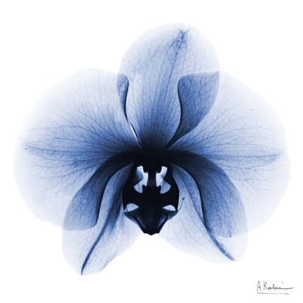 Framed Indigo Infused Orchid 1 Print