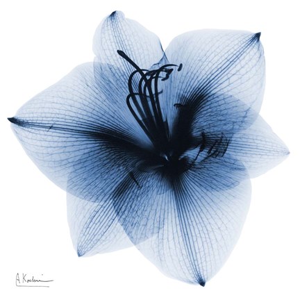 Framed Indigo Amaryllis 1 Print
