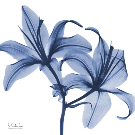 Framed Indigo Infused Lily Print