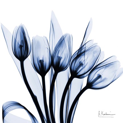 Framed Marvelous Indigo Tulips Print