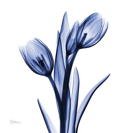 Framed Enchanted Indigo Tulips Print