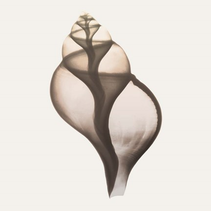 Framed Sandy Sea Shells 1 Print