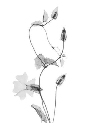 Framed Disticta Print