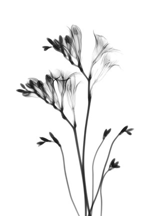 Framed Freesia Print