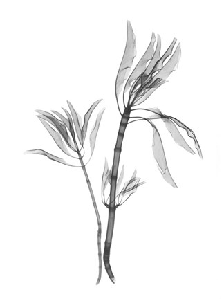 Framed Leucadendron Print