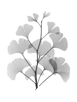 Framed Ginko Print