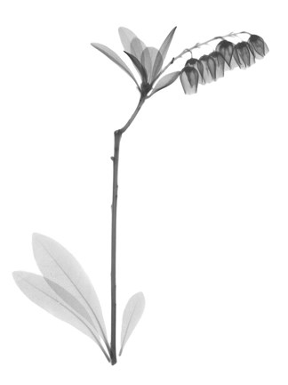 Framed Lily Of The Vally Bush H07 Print