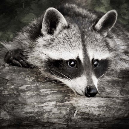 Framed Pondering Raccoon 2 Print