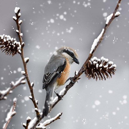 Framed Snow Bird Print