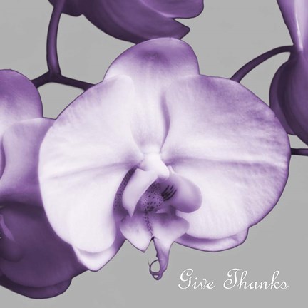 Framed Thankful Orchids Print