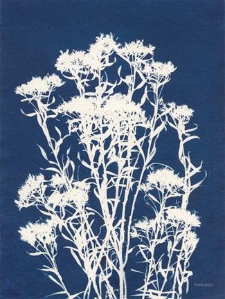 Framed Alpine Flower II Print