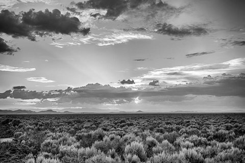 Framed American Sage Print