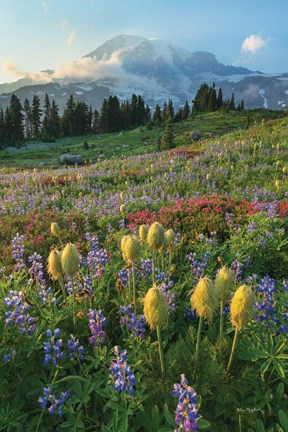 Framed Paradise Wildflower Meadows II Print