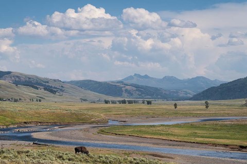 Framed Lamar Valley Bison Print