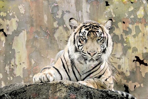 Framed Tiger Love Print