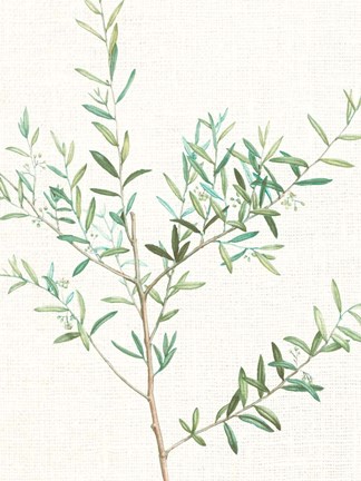 Framed Branch 2 Print