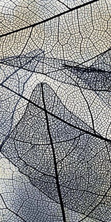 Framed Transparent 1 Print