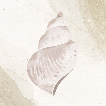 Framed Calming Shell 4 Print