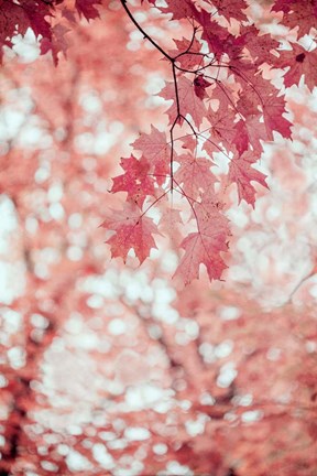 Framed Pink and Coral Maple Leaves Print