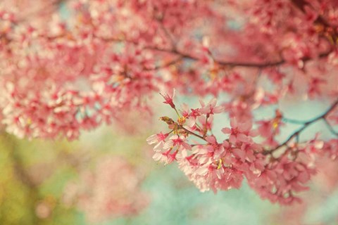 Framed Cheery Cherry Blossoms Print