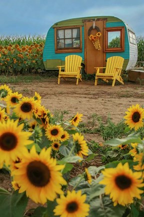 Framed Vintage Camper and Sunflowers 1 Print
