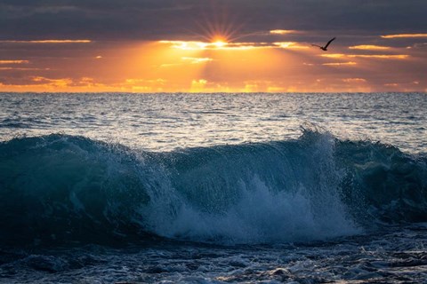 Framed Pelican at Dawn Print