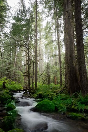 Framed Woodland Cascades Print